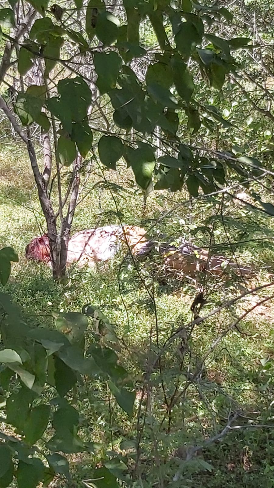 Cadáver é encontrado no sítio caiçara em Umarizal/RN