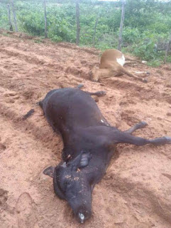 Raio mata animais em Caraúbas, no RN