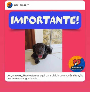 ONG de Caraúbas luta para não devolver cão ao seu antigo dono e agressor