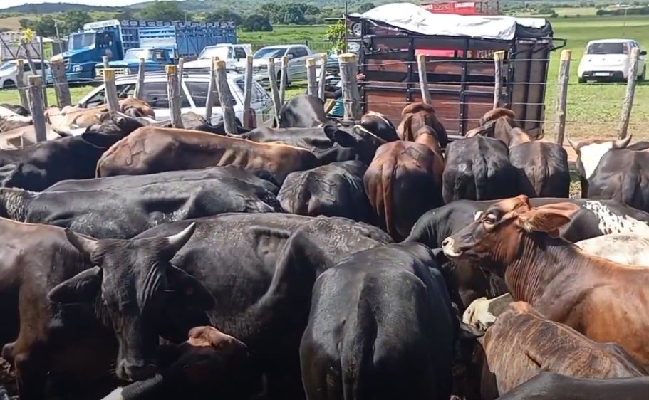 3⁰ aniversário: Feira de Animais realiza a maior cavalgada de todos os tempos em José da Penha