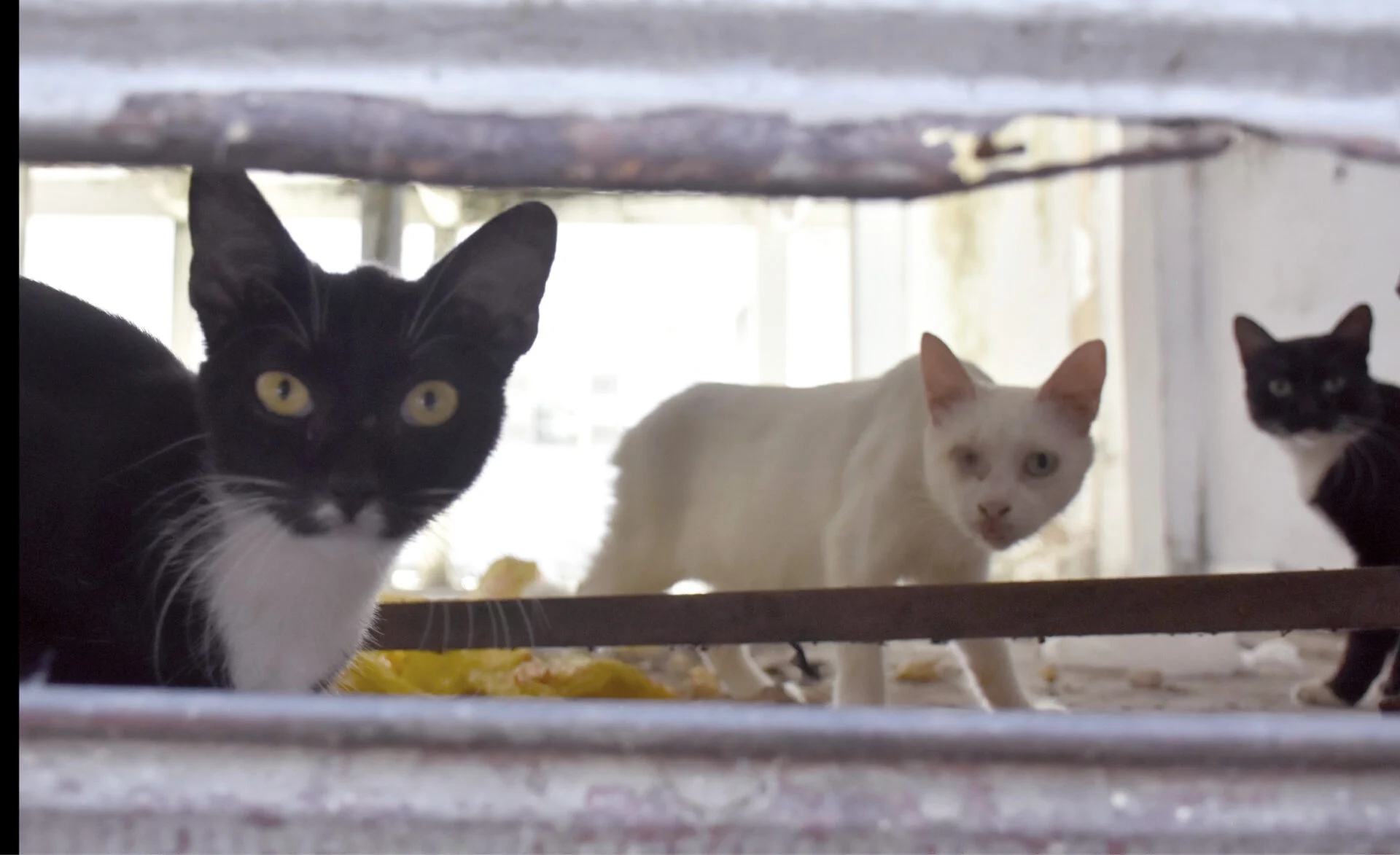 RN registra 3,1 mil casos de esporotricose em humanos e animais