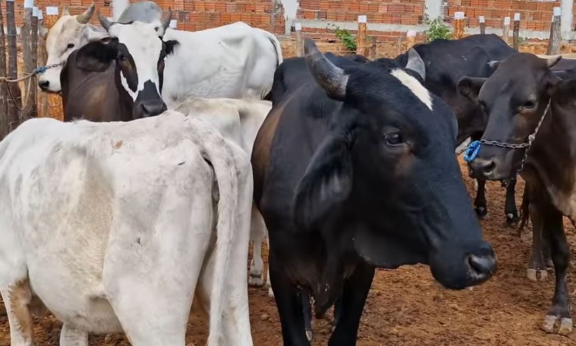 Feira de animais supera expectativa e com multidão e negócios em Bernardino Batista