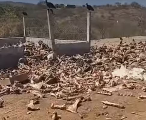 Veja um vídeo assustador: Matadouro Público de São José de Piranhas: o retrato cruel de um abandono que ninguém vê, e de uma Justiça que só parece ser dura com os pobres
