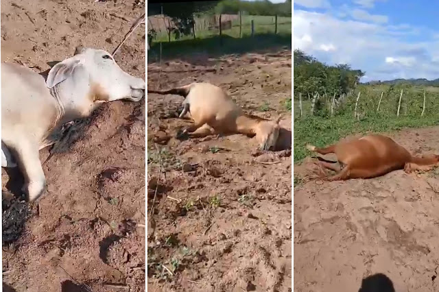 Fio de alta tensão cai e atinge animais em propriedade na zona rural de Uiraúna, Sertão da Paraíba