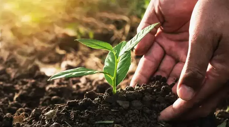 Seguro Safra 2023/2024 já está sendo liberado em Uiraúna