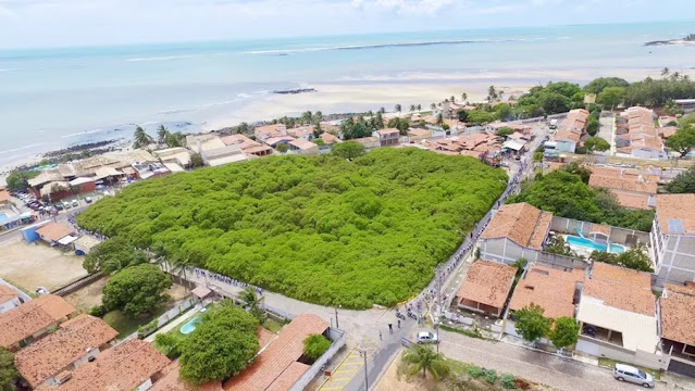 Cajueiro de Pirangi é reconhecido por lei como patrimônio natural e turístico do RN