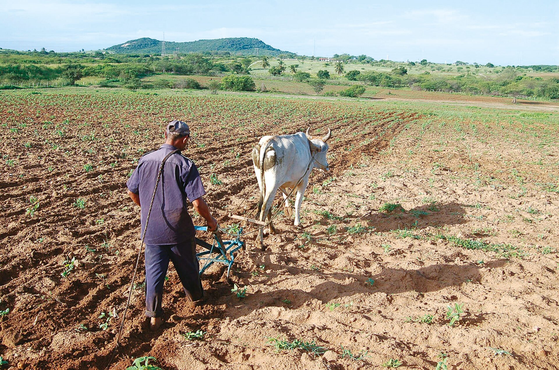 Agronegócio do RN tem maior índice de inadimplência do NE e 4º do Brasil