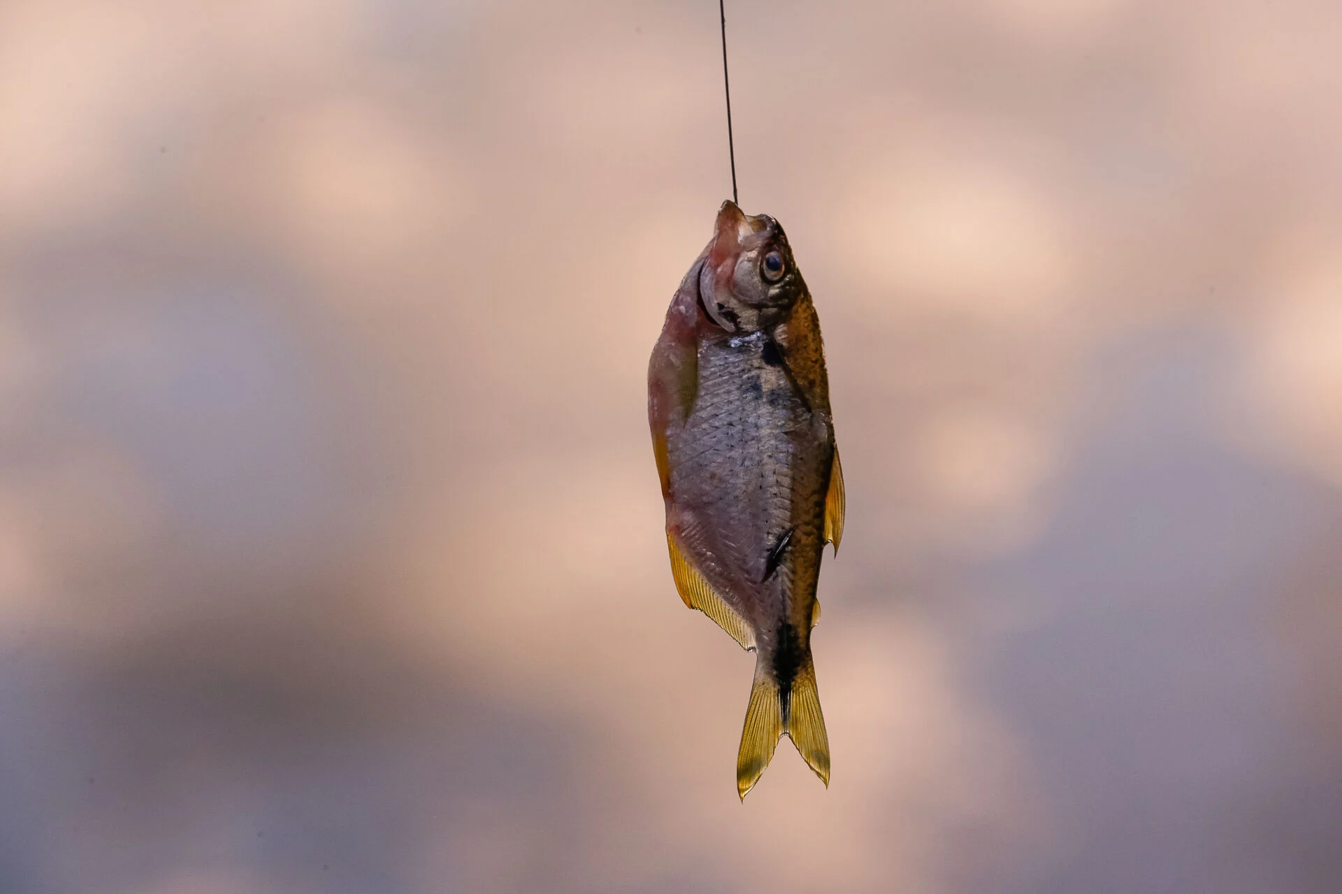 Sesap alerta sobre risco de intoxicação com consumo de peixes no RN