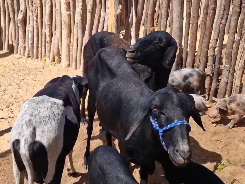 Prefeitura realiza mais uma edição da “Feira de animais” em Bernardino Batista