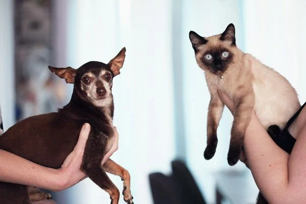 Homem é condenado por maus-tratos a cães e gatos na zona rural do RN