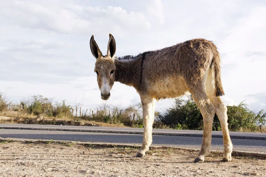 Idosa morre após ser atingida por coice de animal no interior do RN