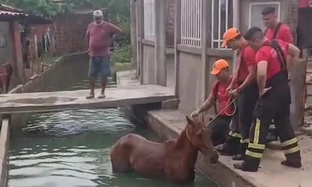 Bombeiros do RN realizam resgates de animais no interior do Rio Grande do Norte