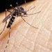O Brasil alcança marca recorde de casos prováveis de dengue em 2024