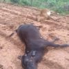 Raio mata animais em CaraÃºbas, no RN