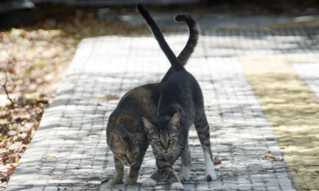 Gatos-Foto