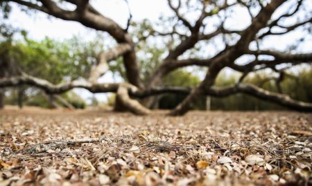 Há mais de 100 dias sem chuva, Brasília tem paisagens alteradas pela estiagem